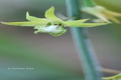 Eulophia spectabilis